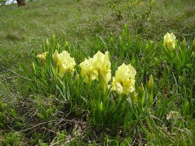iris-nain-1