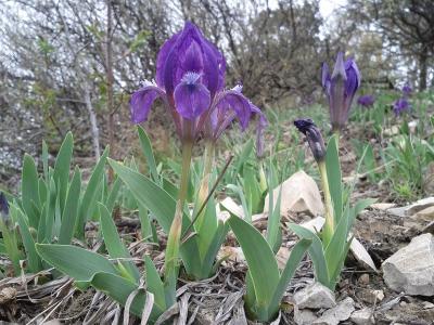 iris-nain-2