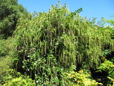 itea-a-feuilles-de-houx-1