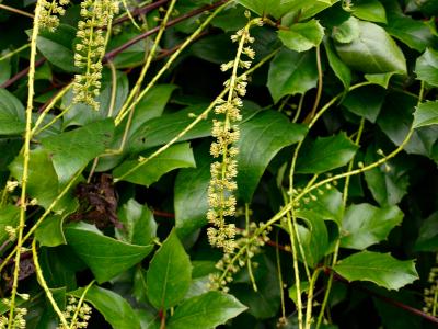 itea-a-feuilles-de-houx-2