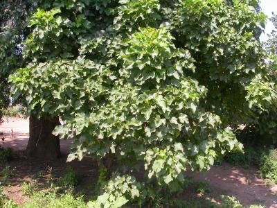 jatropha-curcas-1