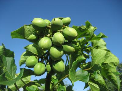 jatropha-curcas-2