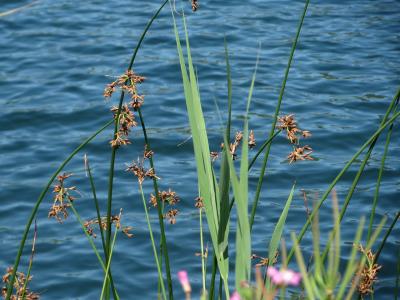 jonc-des-chaisiers-2