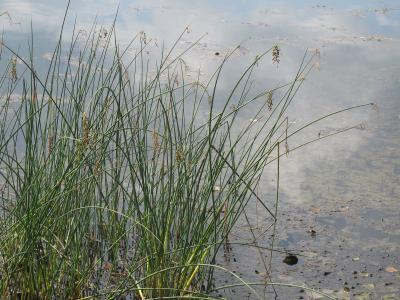 jonc-des-chaisiers-glauque-1