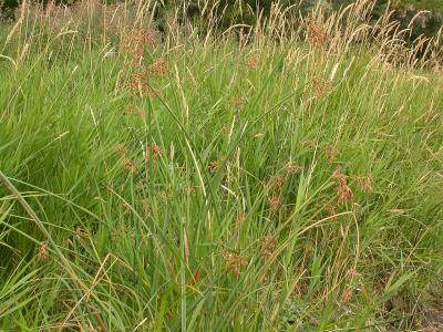 jonc-des-chaisiers-glauque-2