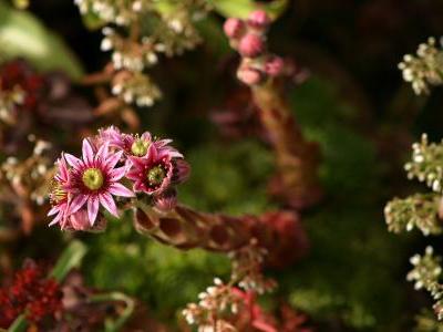 joubarbe-des-toits-2