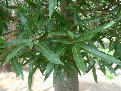 kurrajong-blanc-1