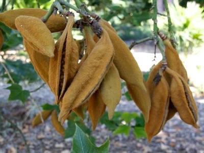 kurrajong-blanc-2
