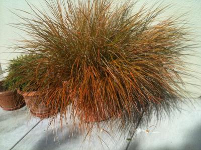 laiche-orange-1