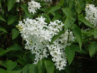 lilas-a-fleurs-de-jacinthe-1