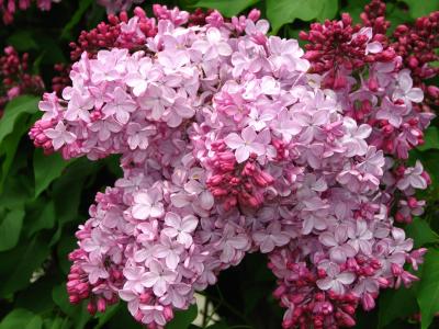 lilas-a-fleurs-de-jacinthe-2