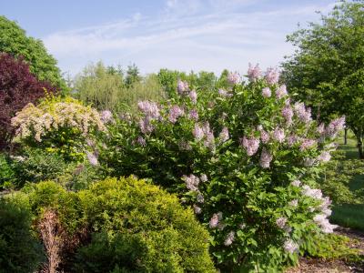 lilas-de-chine-1