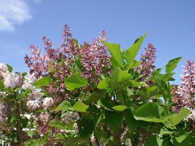 lilas-de-chine-2