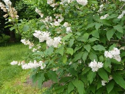 lilas-de-l-himalaya-1