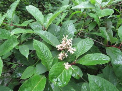 lilas-de-l-himalaya-2