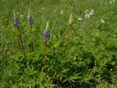 lupin-des-jardins-1