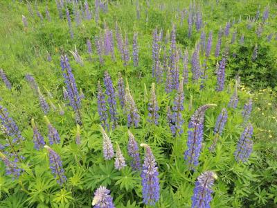 lupin-des-jardins-2