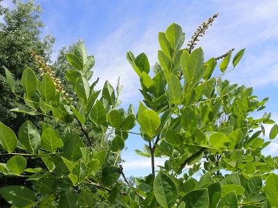 maackie-de-l-amour-1