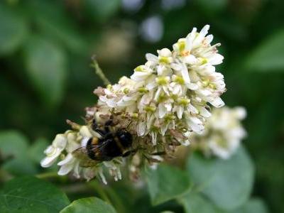 maackie-de-l-amour-2