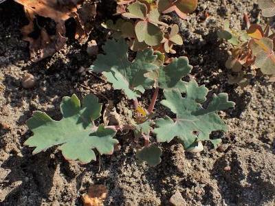 macleaya-microcarpa-1