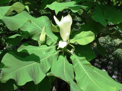 magnolia-a-grandes-feuilles-2