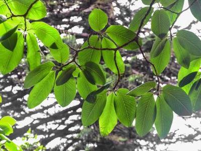 magnolia-de-campbell-1