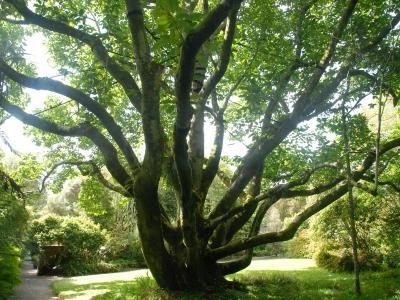 magnolia-de-campbell-2