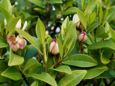 magnolia-figo-1