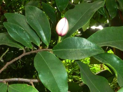 magnolia-figo-2