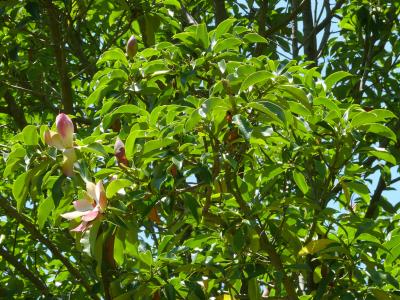 magnolia-insignis-1