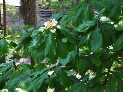 magnolia-officinal-1