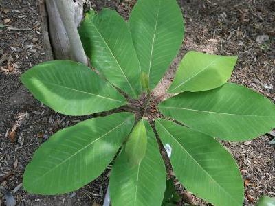 magnolia-officinal-2