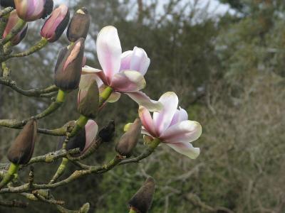 magnolia-sprengeri-2