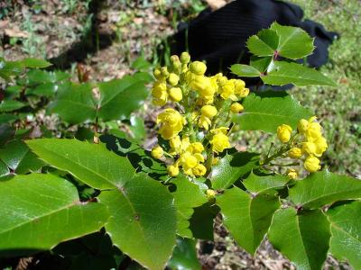 mahonia-1