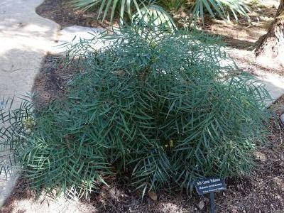 mahonia-a-feuilles-de-houx-1