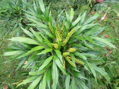 mahonia-a-feuilles-de-houx-2