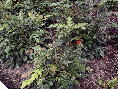 mahonia-de-beale-1