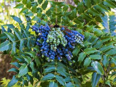mahonia-de-beale-2
