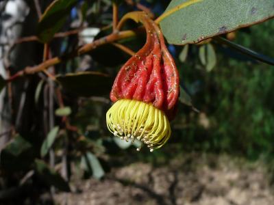 mallee-a-quatre-ailes-1