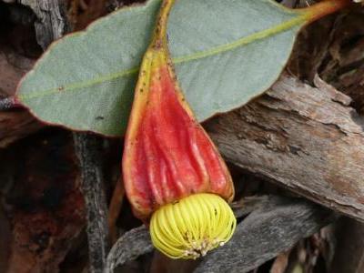 mallee-a-quatre-ailes-2