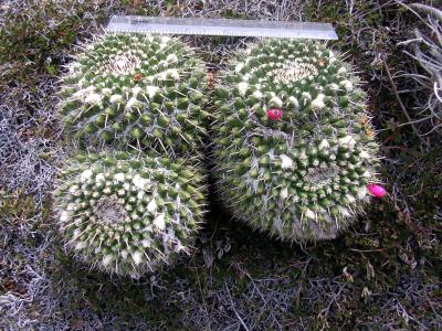 mammillaria-karwinskiana-1