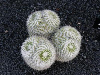 mammillaria-karwinskiana-2-frank-vincentz.jpg