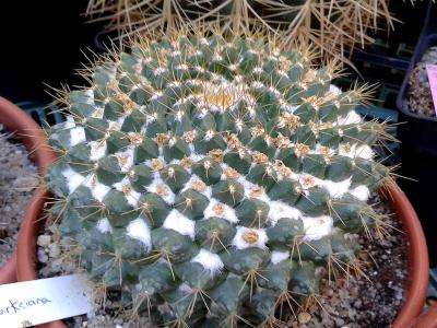 mammillaria-marksiana-1