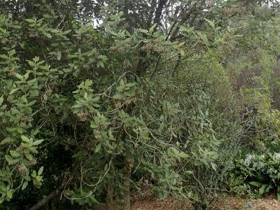 marguerite-arborescente-1