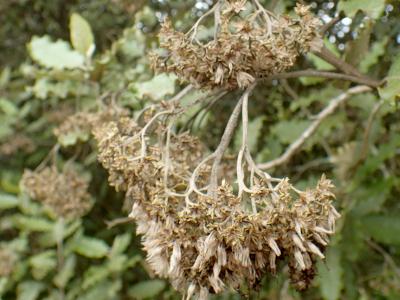 marguerite-arborescente-2
