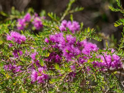 melaleuque-a-feuilles-de-thym-2