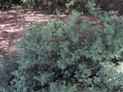 menthe-australienne-a-feuilles-rondes-1