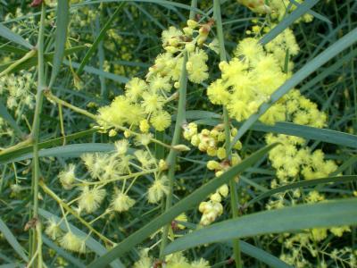 mimosa-a-feuilles-de-saule-2