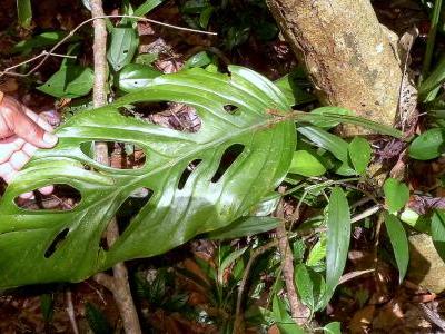 monstera-adansonii-1