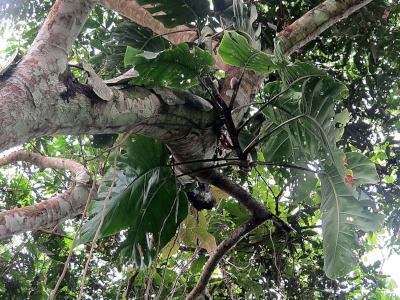 monstera-dubia-1
